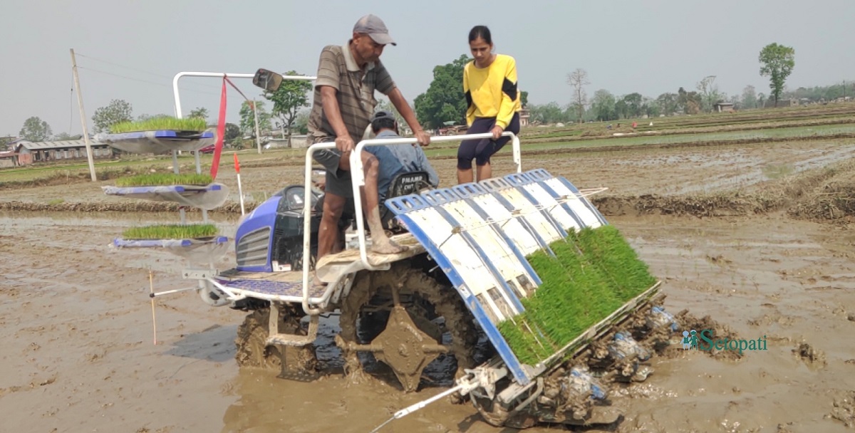 तस्बिर: राजेश घिमिरे/सेतोपाटी।